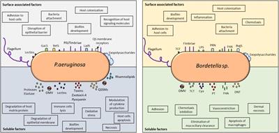 Conquering the host: Bordetella spp. and Pseudomonas aeruginosa molecular regulators in lung infection